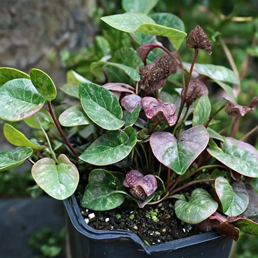 Asarum harperi 'Eco Dark Heartlet'