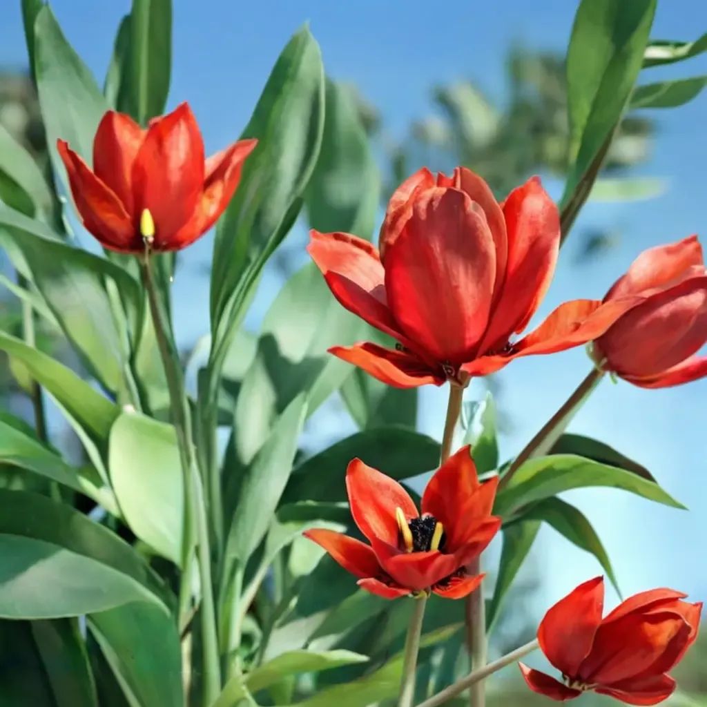 Tulipa tubergeniana