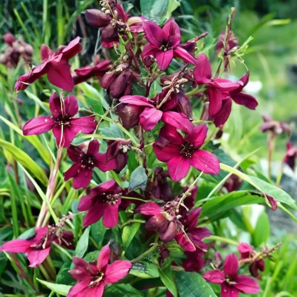 Penstemon barbatus 'Rich Ruby'