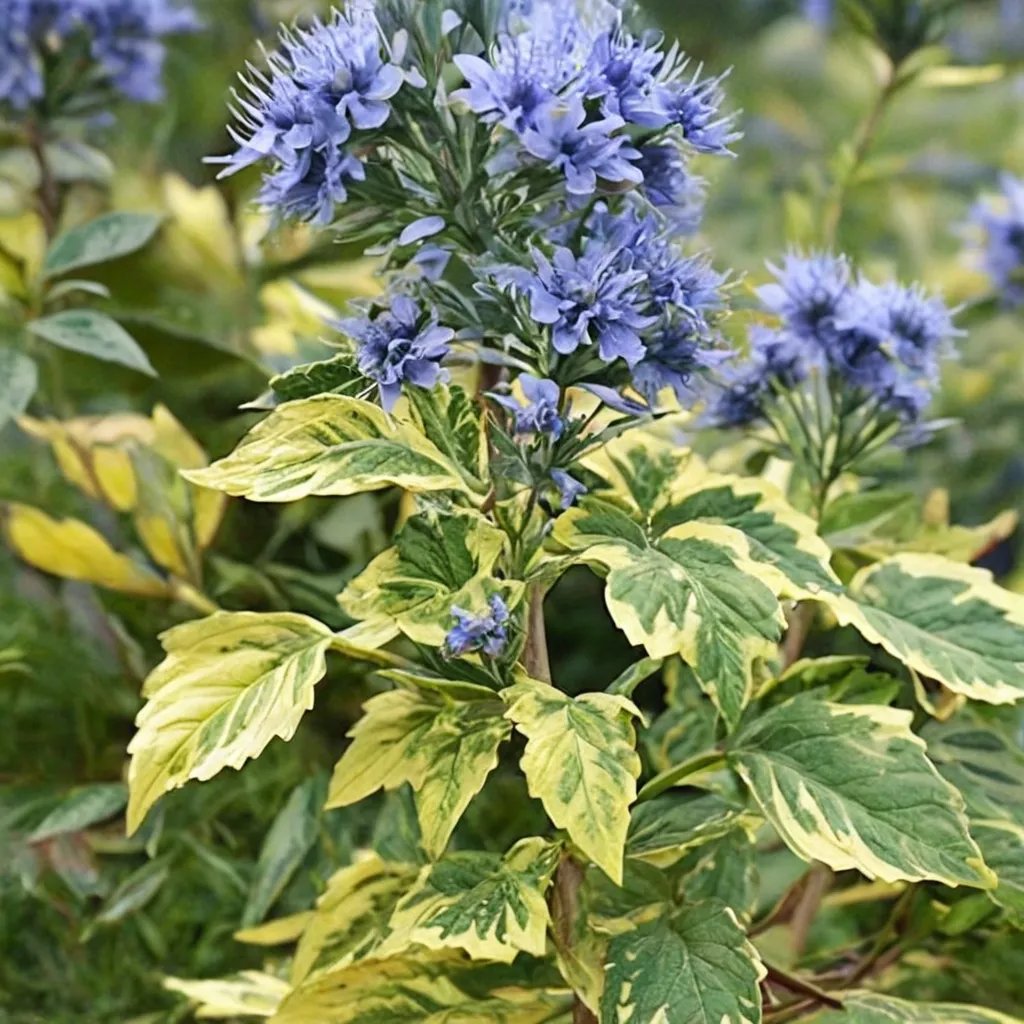 Caryopteris x clandonensis 'Summer Sorbet'