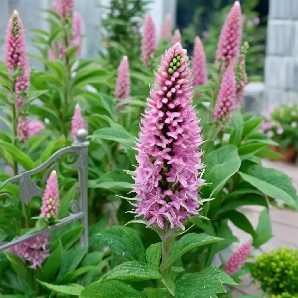 Veronica persica 'First Love'