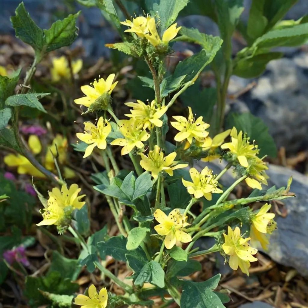 Hypericum tomentosum