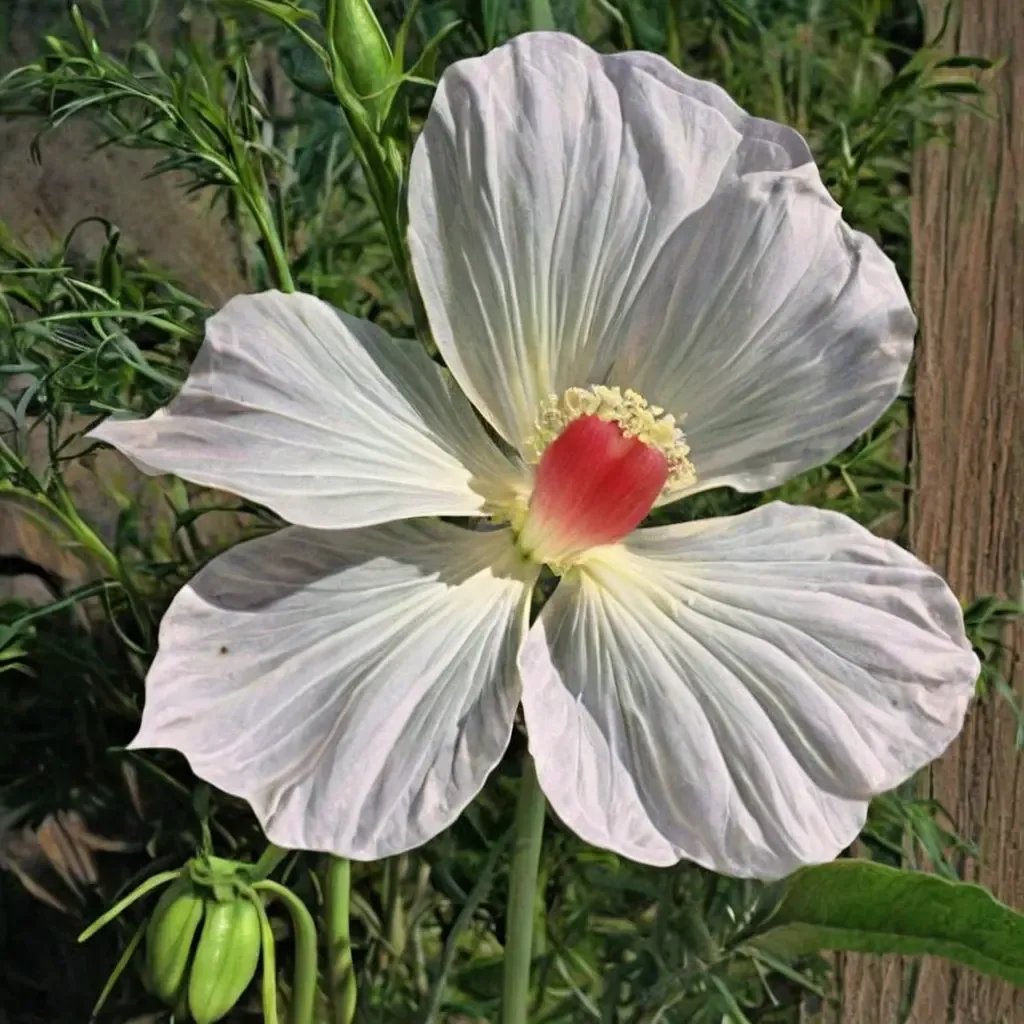 Hibiscus coccineus 'Swamp Angel'