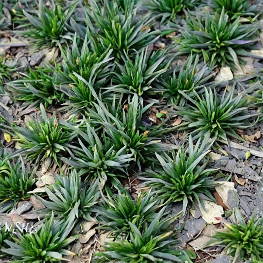 Ophiopogon japonicus 'Super Dwarf'