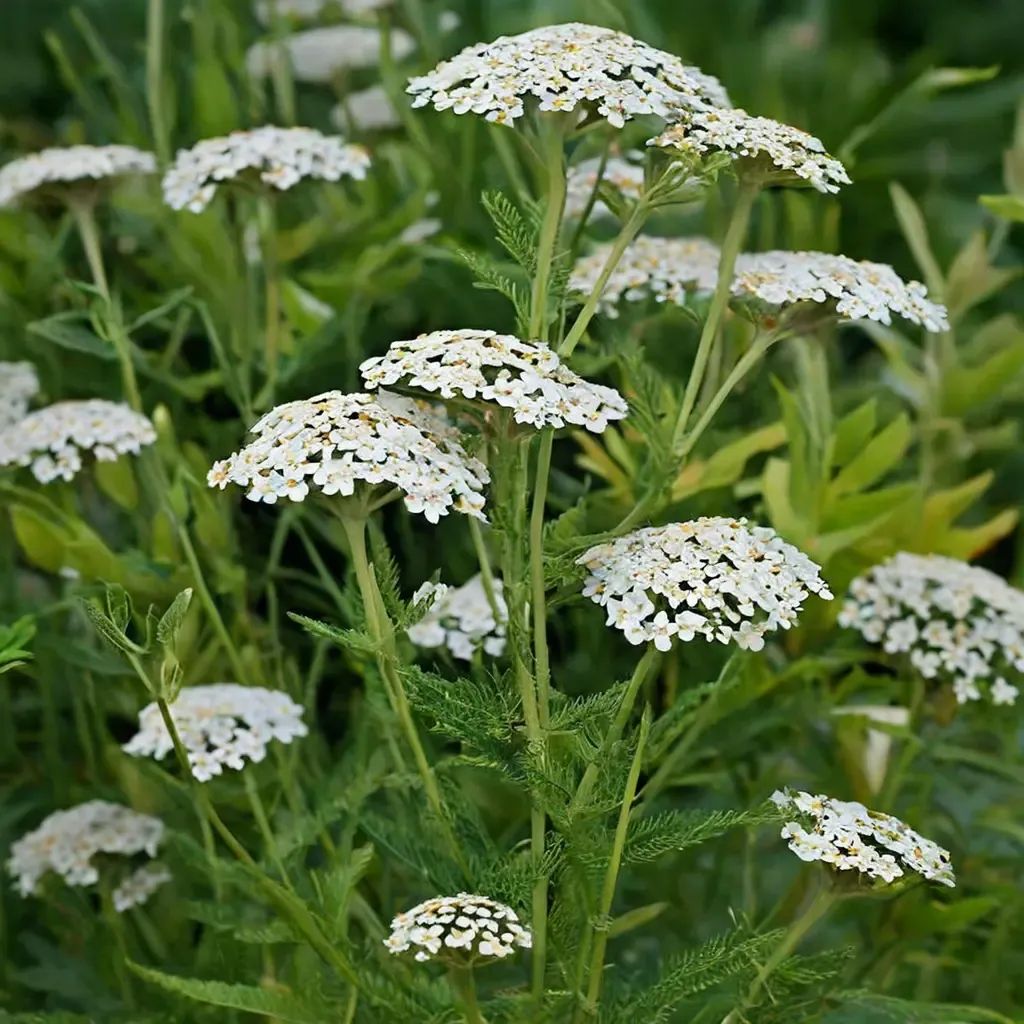 Achillea milefolium