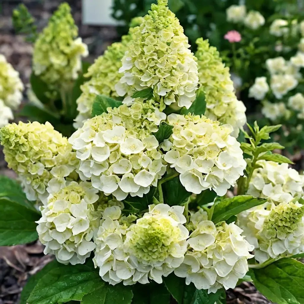Hydrangea macrophylla 'Moonrock'