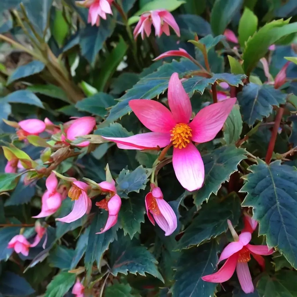 Begonia begonia 'Mistral Pink'