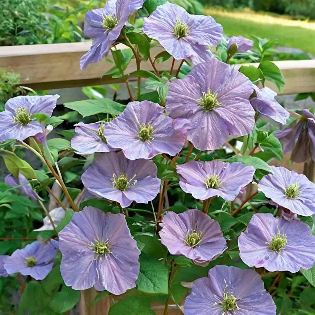 Clematis viticella 'Emilia Plater'