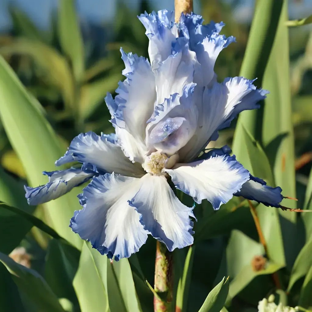 Iris sibirica 'Cloud Ballet'