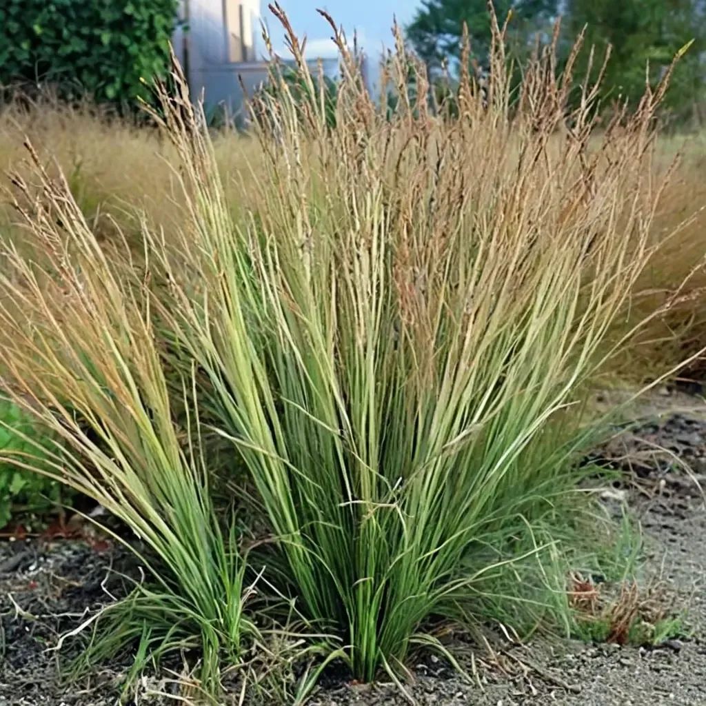 Molinia caerulea