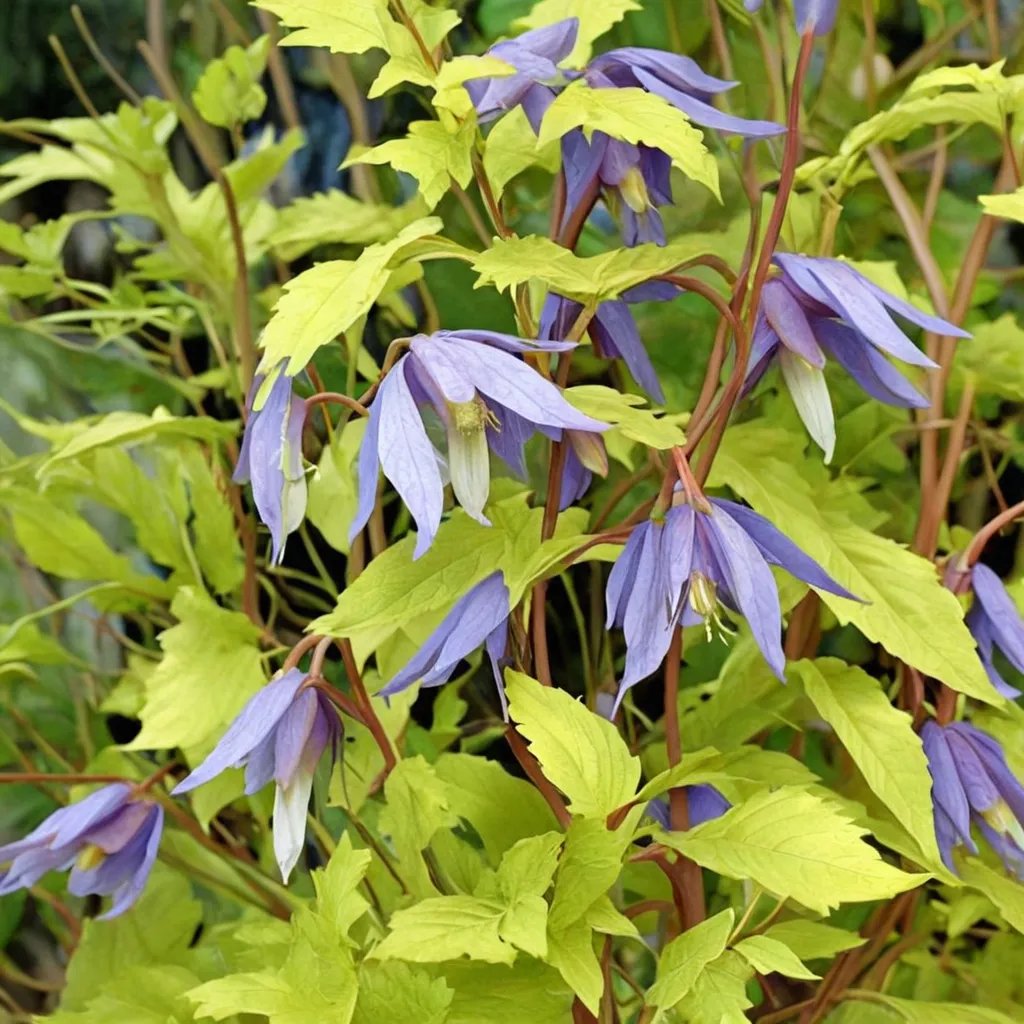 Clematis alpina 'Stolwijk Gold'