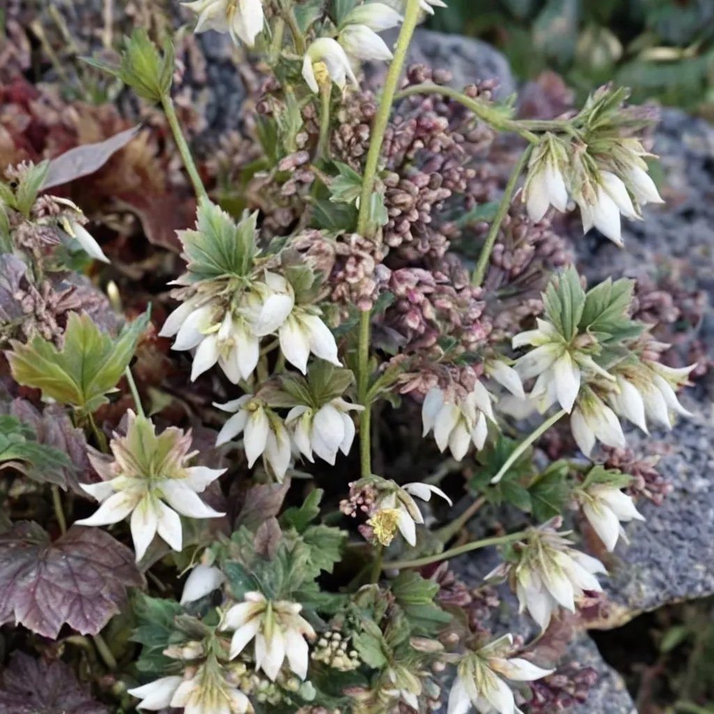 Heuchera x pubescens 'White Marble'