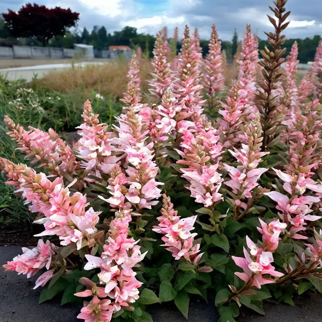 Agastache foeniculum 'Pink Pearl'