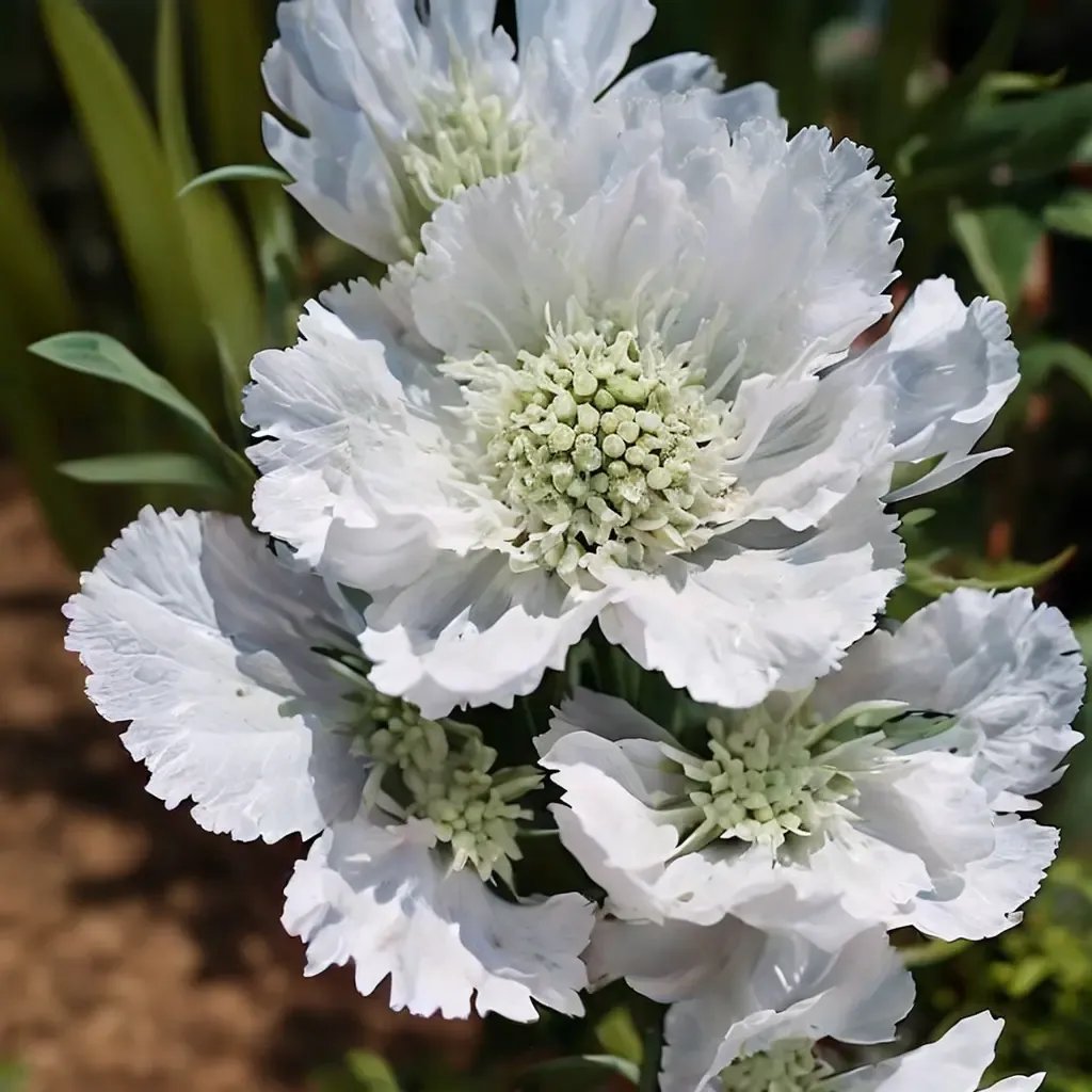 Scabiosa caucasica 'Perfecta Alba'
