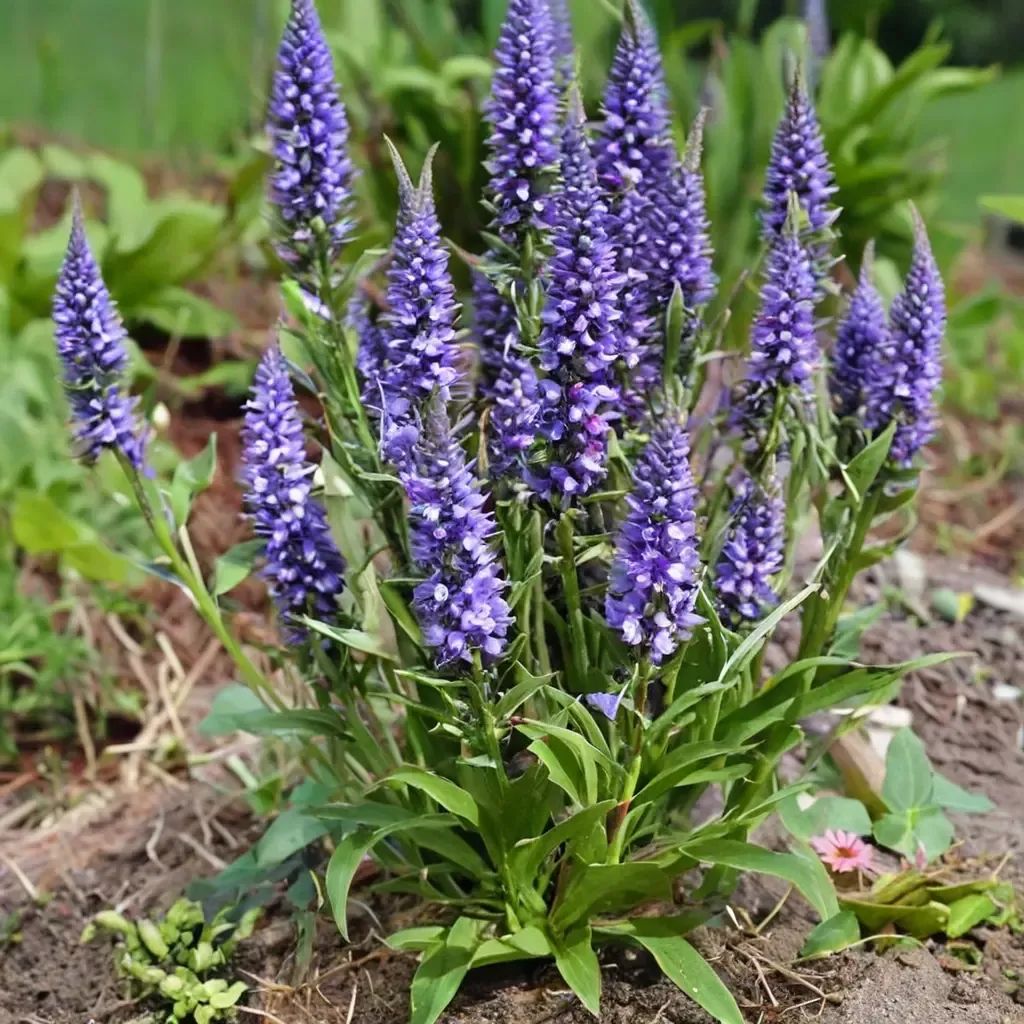Veronica spicata