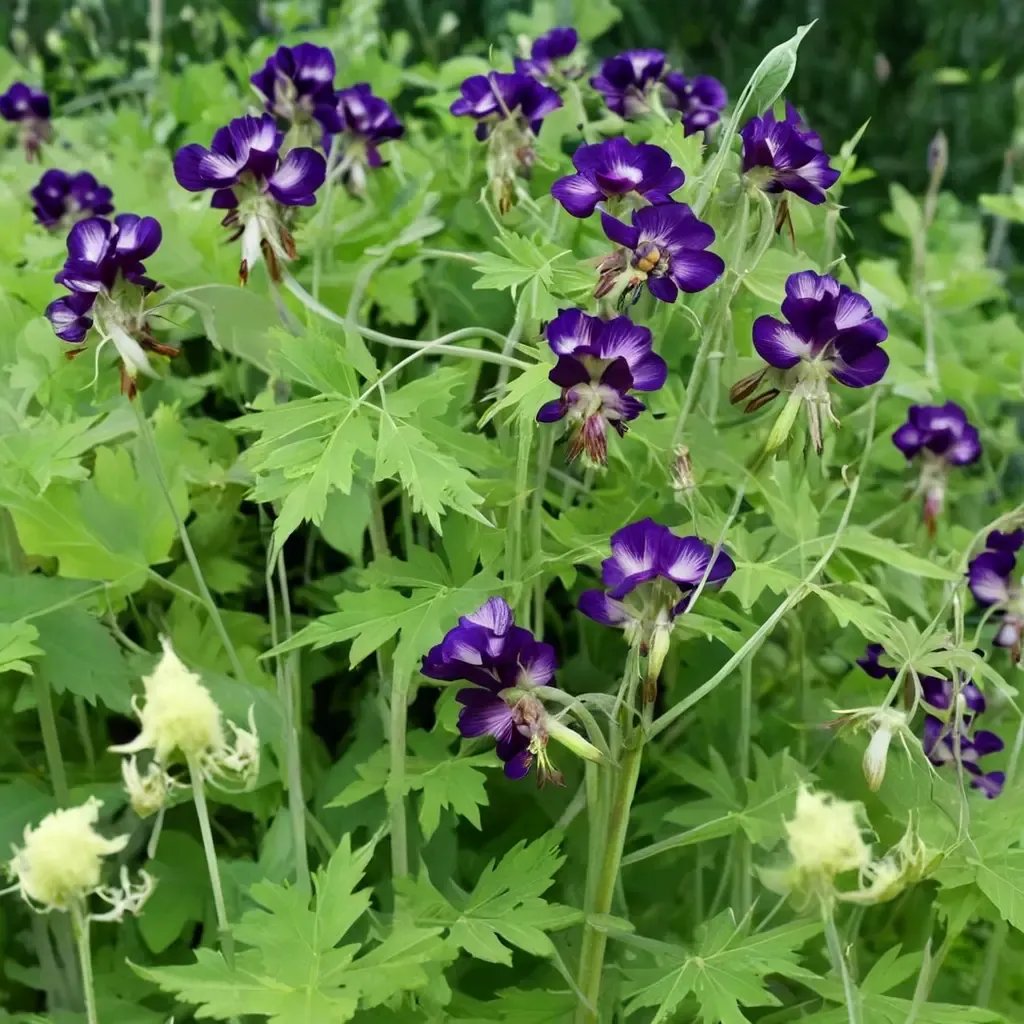 Geranium phaeum 'Lily Lovell'