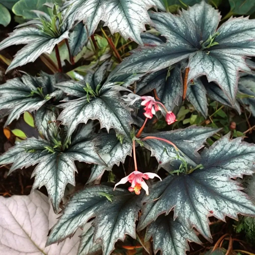 Begonia begonia 'Little Brother Montgomery'