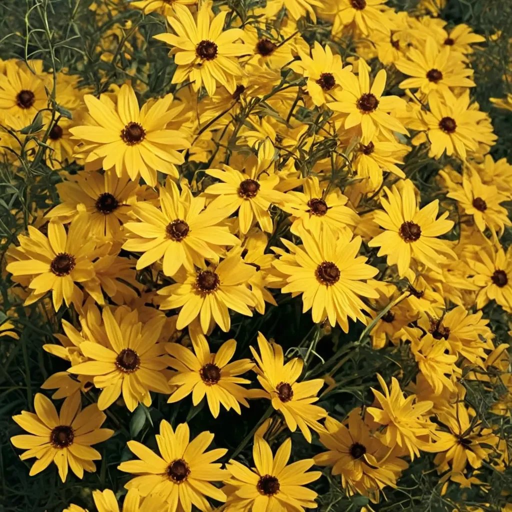Helianthus angustifolius 'First Light'