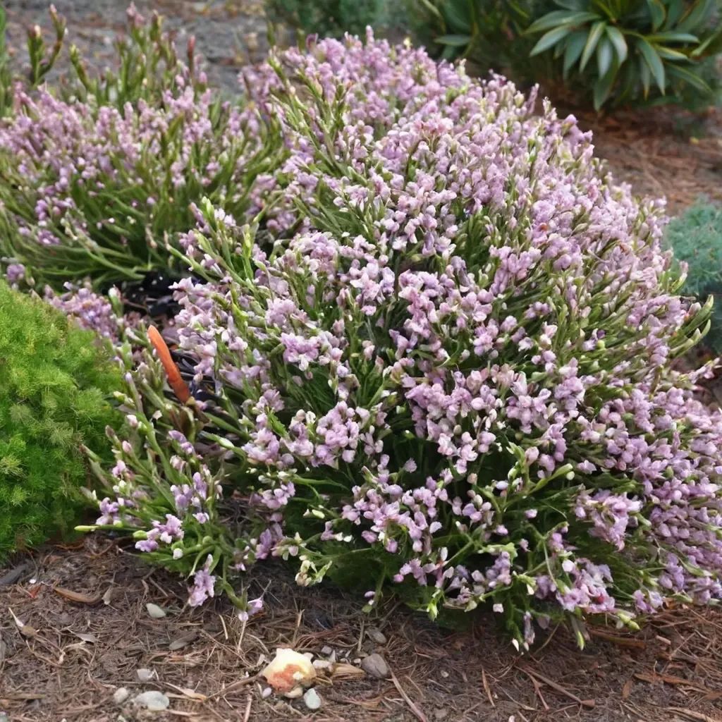 Erica x hybrida 'Darley Dale'