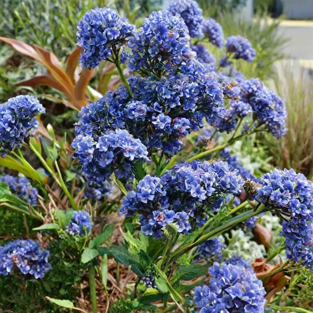 Ceanothus x pallidus 'Julia Phelps'