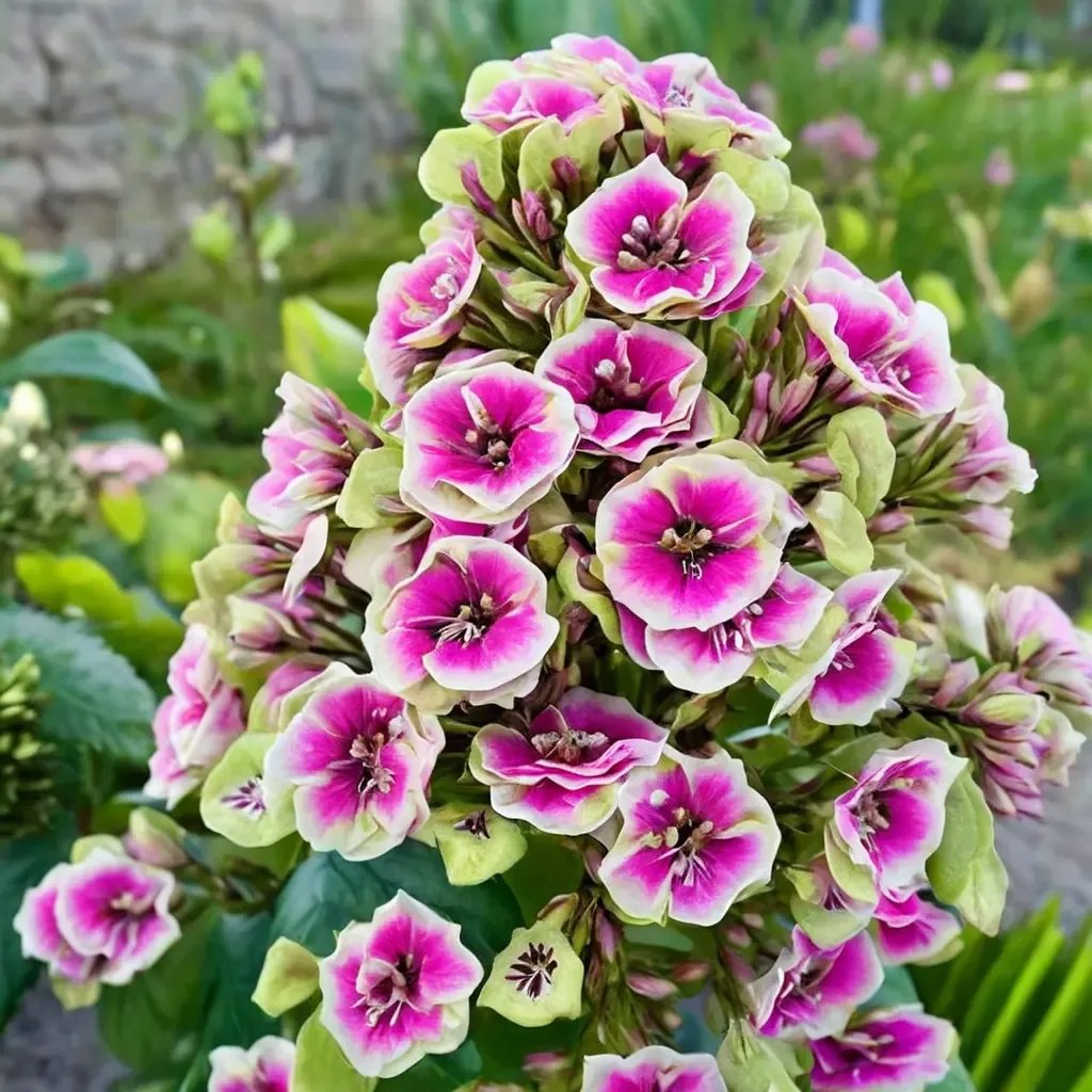 Phlox paniculata 'Orchid Yellow Tall'