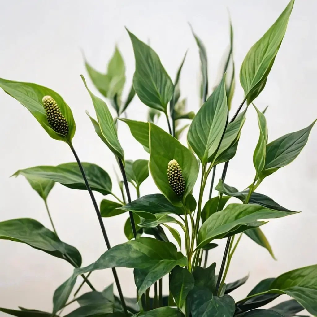 Spathiphyllum wallisii 'High Five'