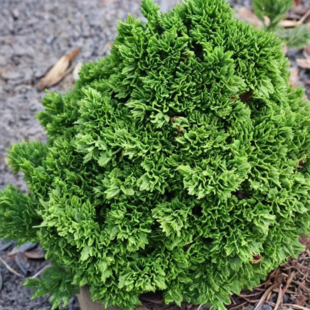 Chamaecyparis obtusa 'Juniperoides'