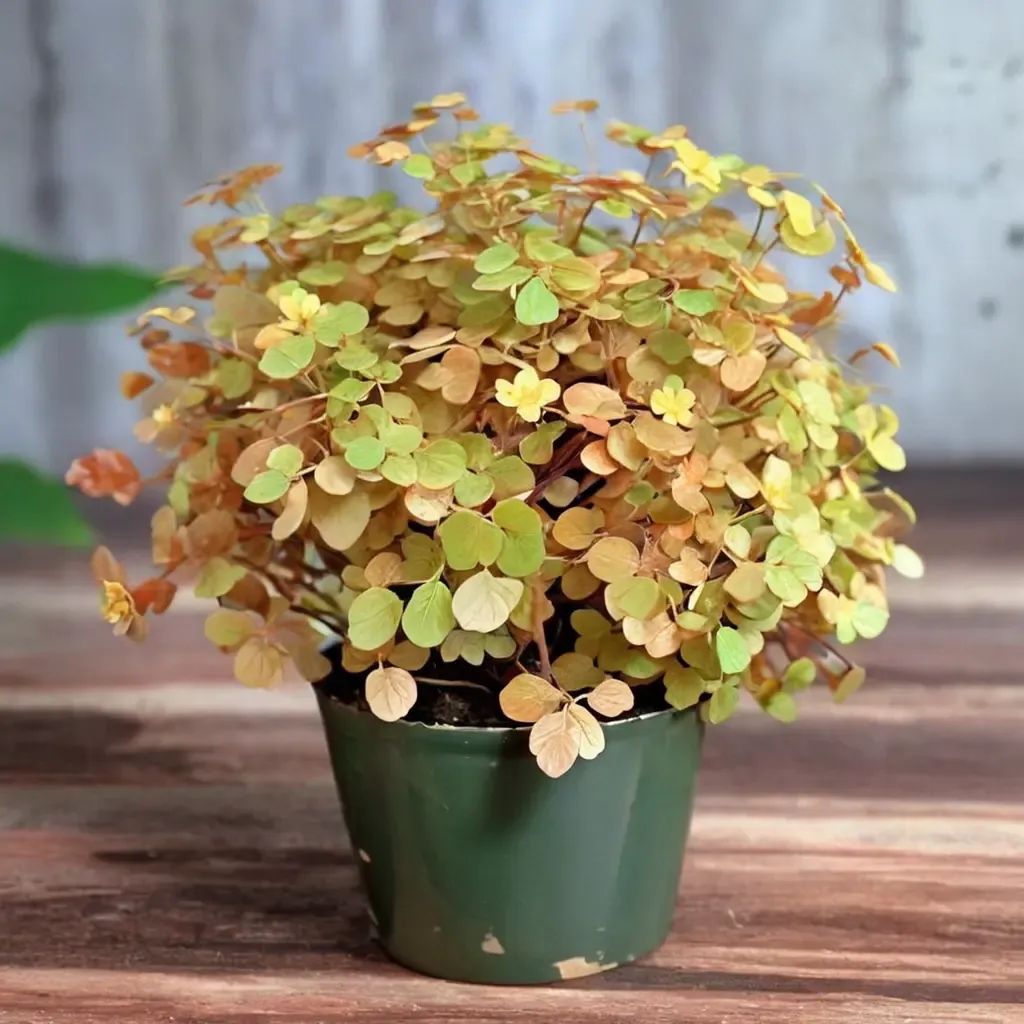 Oxalis spiralis 'aurea'