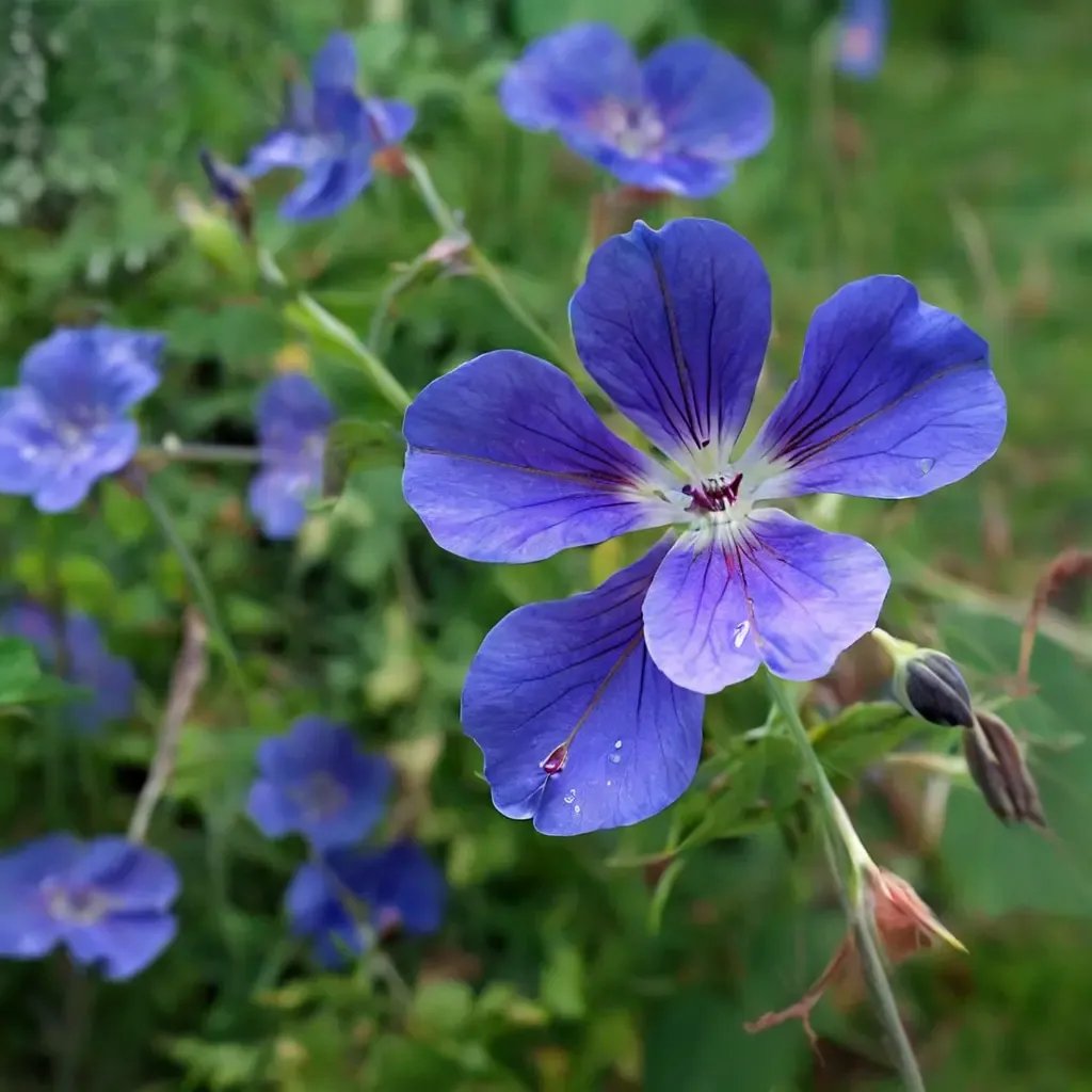 Geranium macrorrhizum 'Brookside'