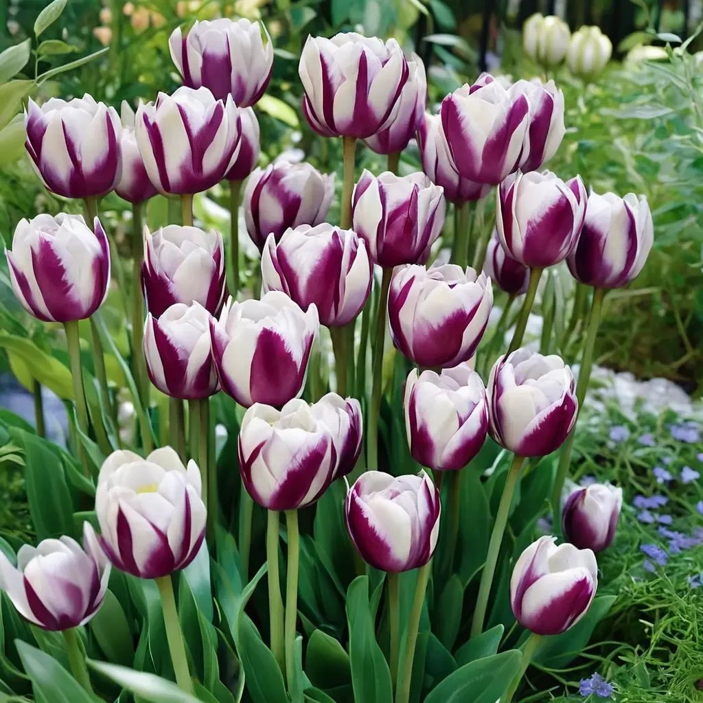 Tulipa tulipa 'Zurel'