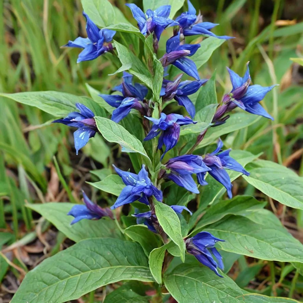 Gentiana asclepiadea