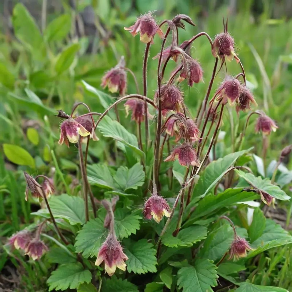 Geum rivale