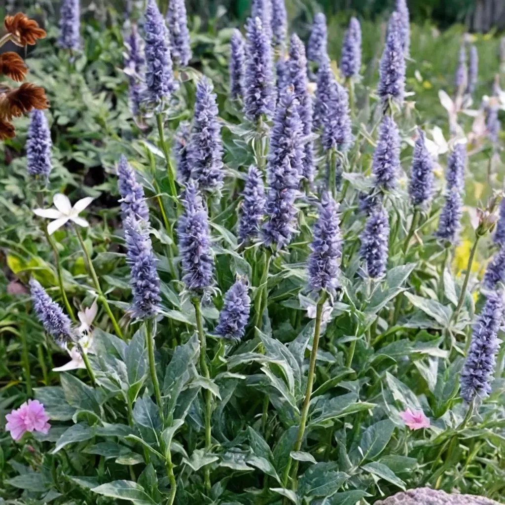 Agastache foeniculum 'Crazy Fortune'