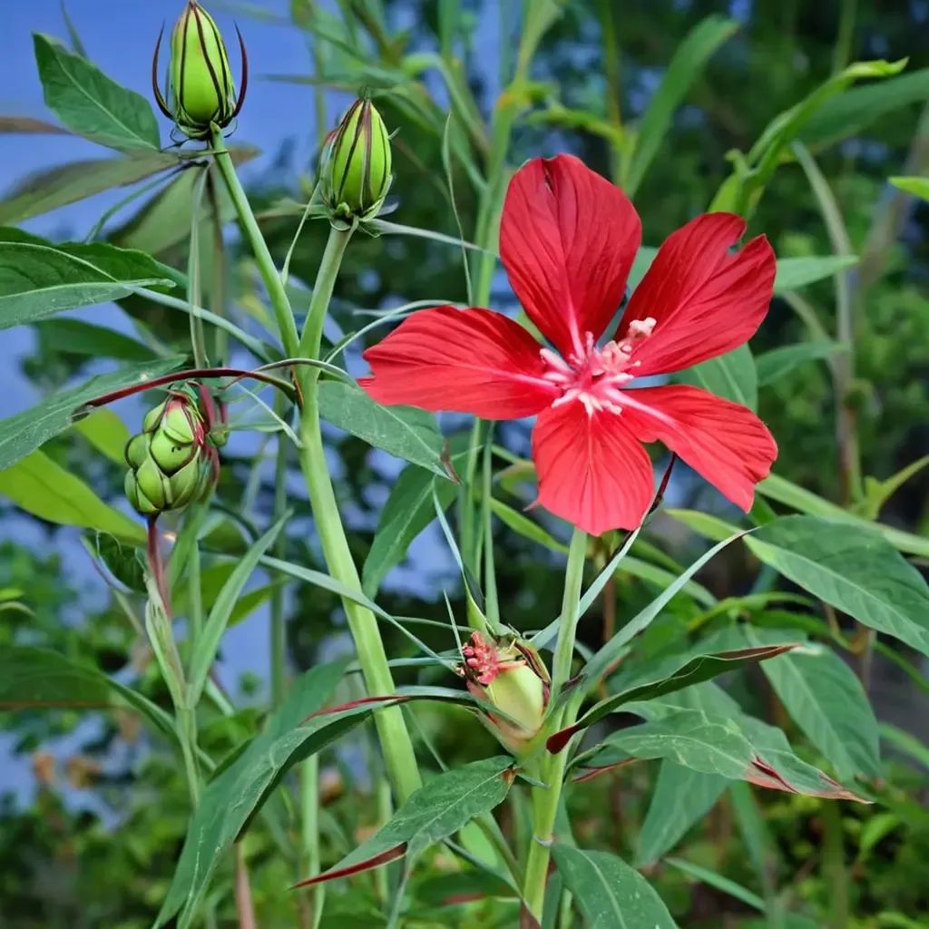 Hibiscus coccineus