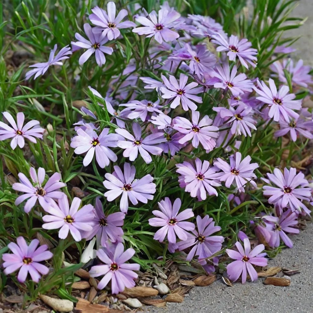 Phlox subulata 'Blue Hills'