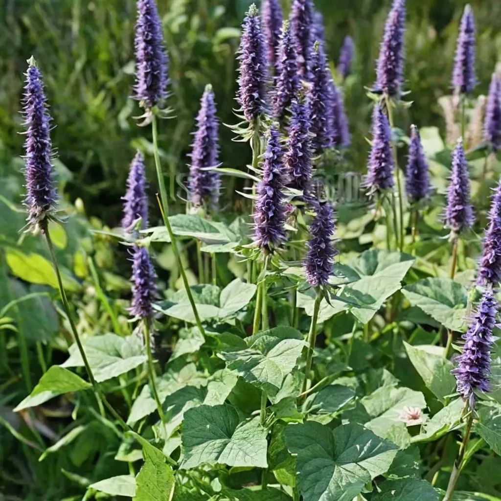 Agastache rugosa