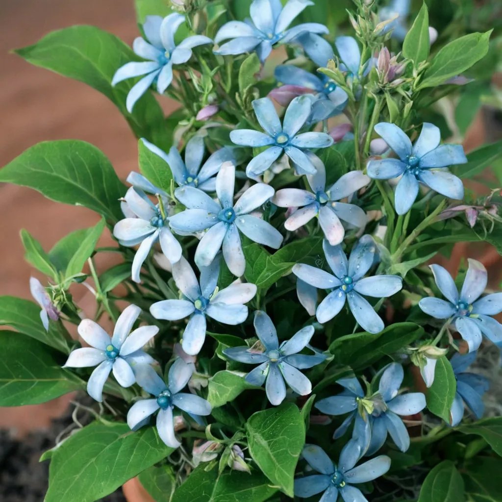 Tweedia caerulea