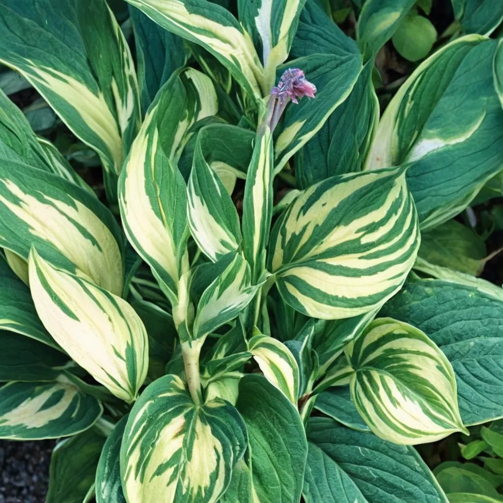 Hosta x hybrida 'Sharp Dressed Man'