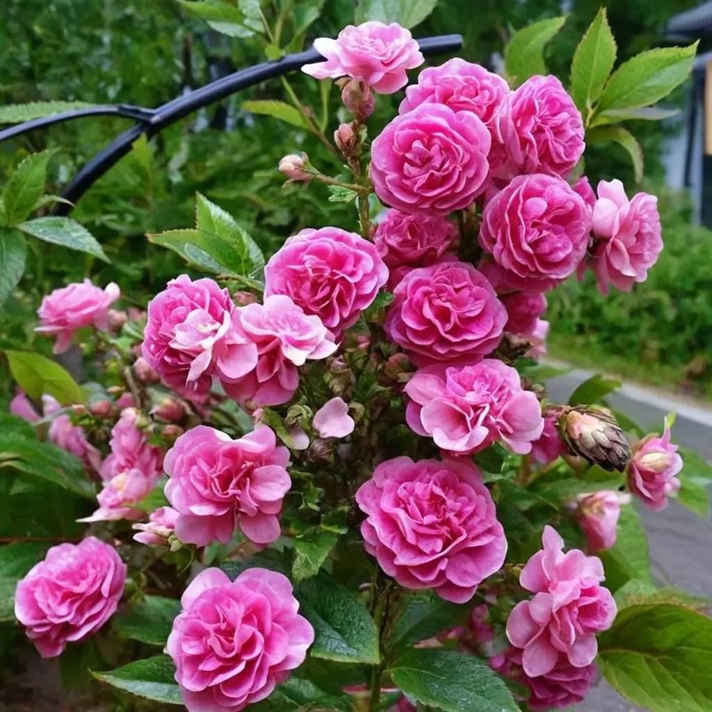Rosa rugosa 'Dorothy Perkins'