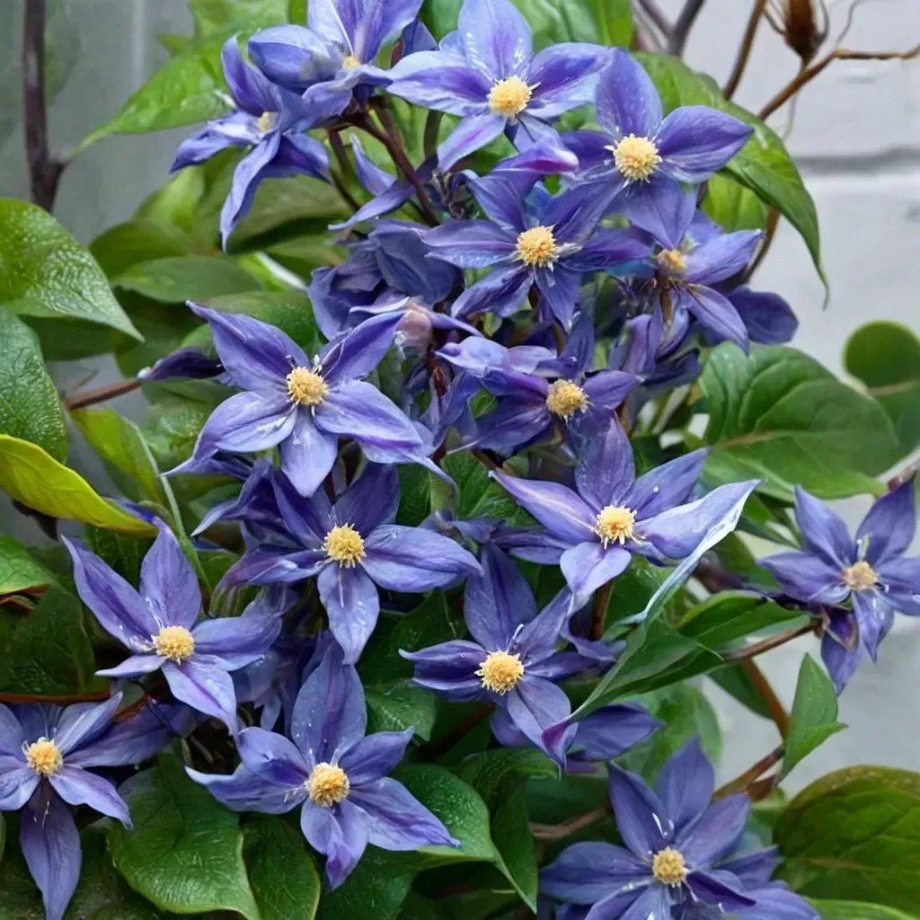 Clematis x durandii 'Moonglow'