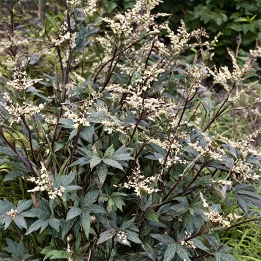 Artemisia lactiflora 'Guizhou'