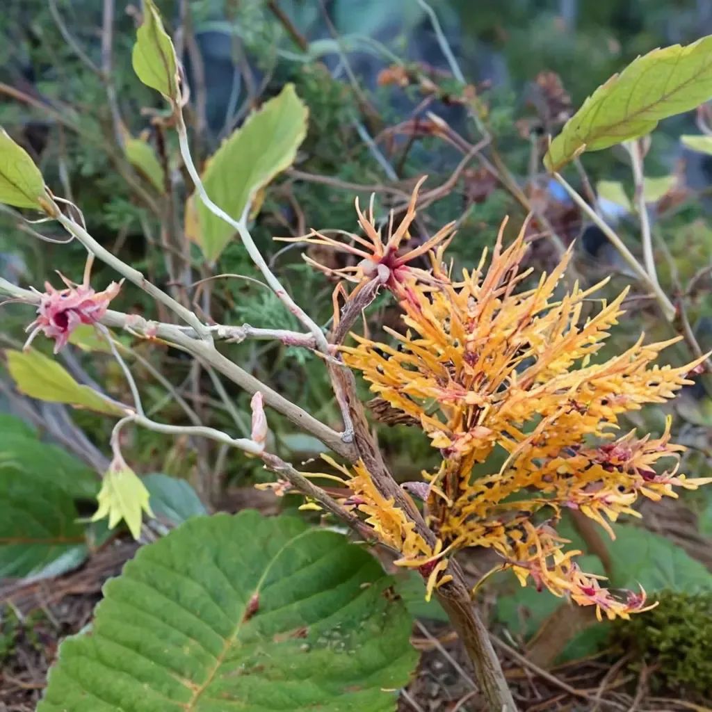 Hamamelis x hybrida