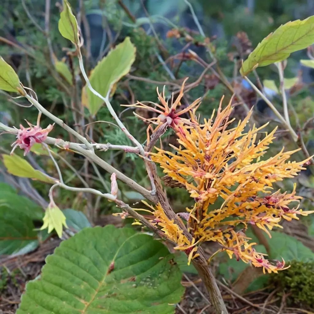 Hamamelis x hybrida