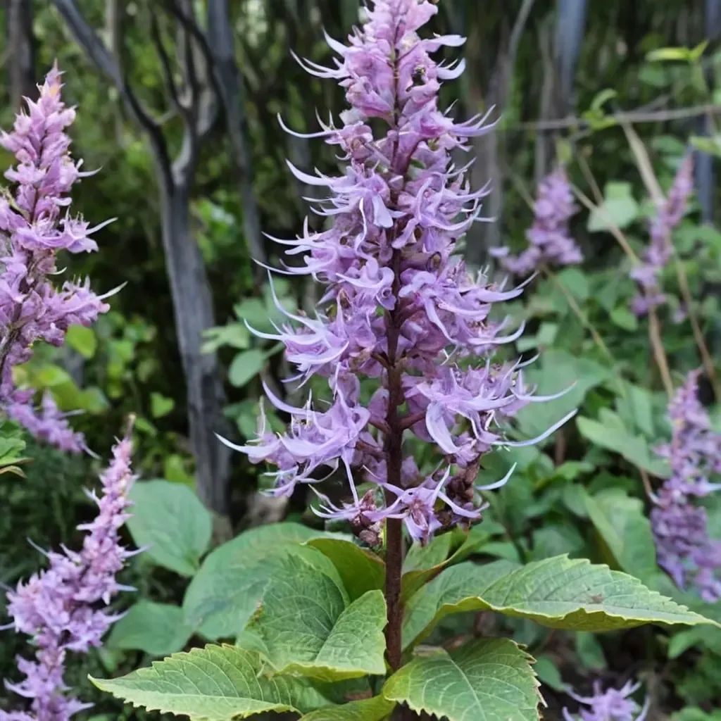 Plectranthus ecklonii