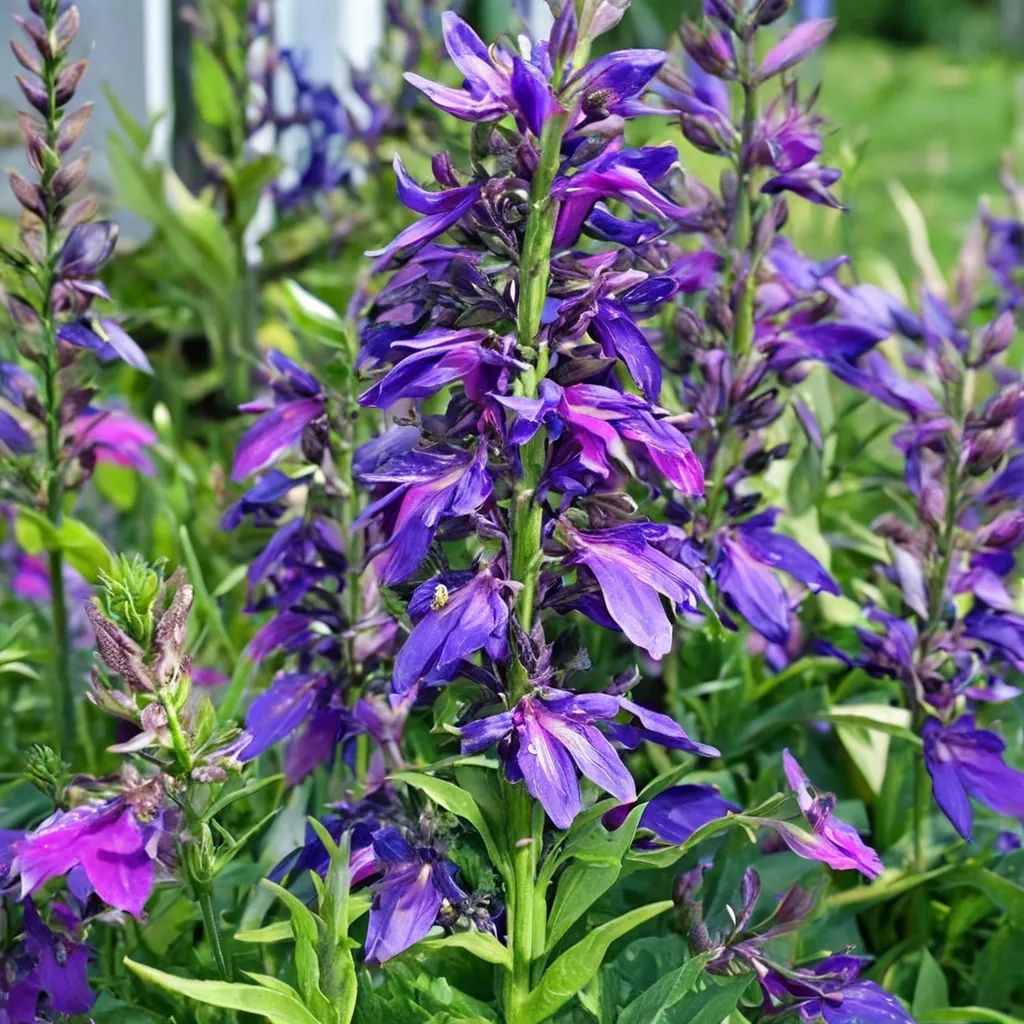 Lobelia x speciosa 'Compliment Blue'