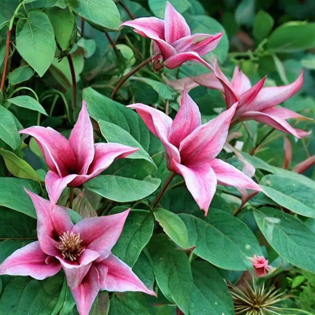 Clematis x jackmanii 'Duchess Of Albany'