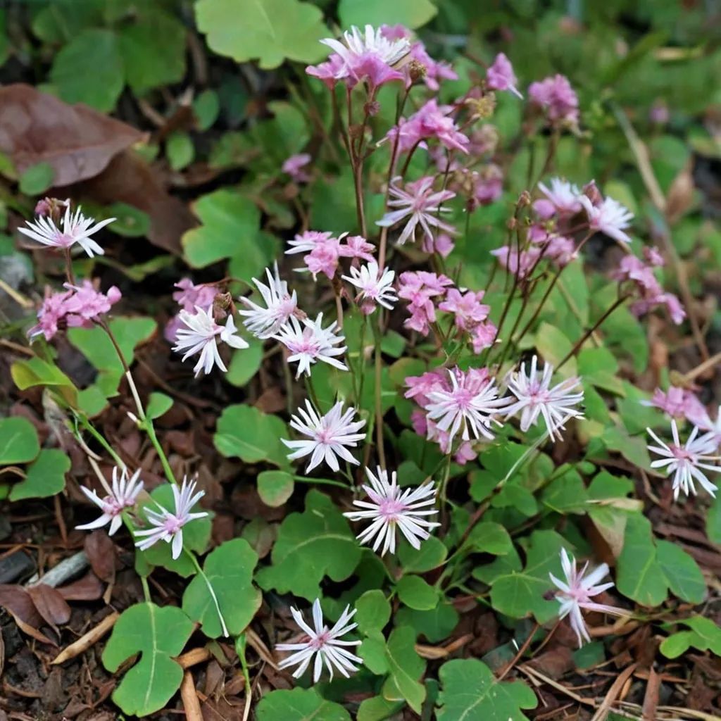 Thalictrum kiusianum