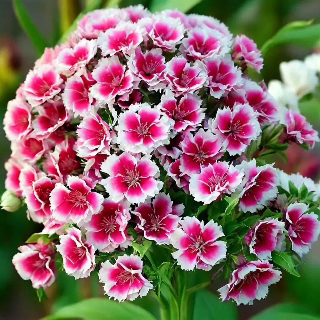 Dianthus barbatus