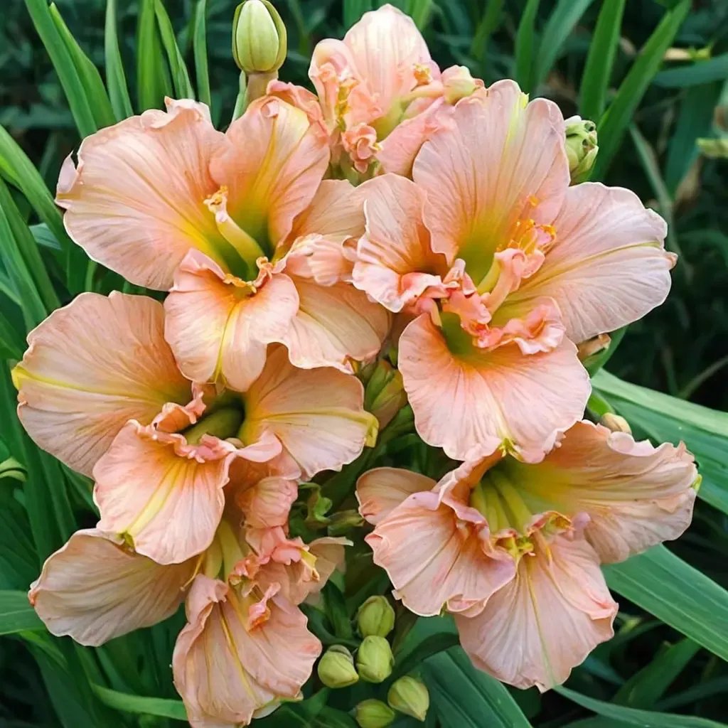 Hemerocallis fulva 'Siloam Double Classic'