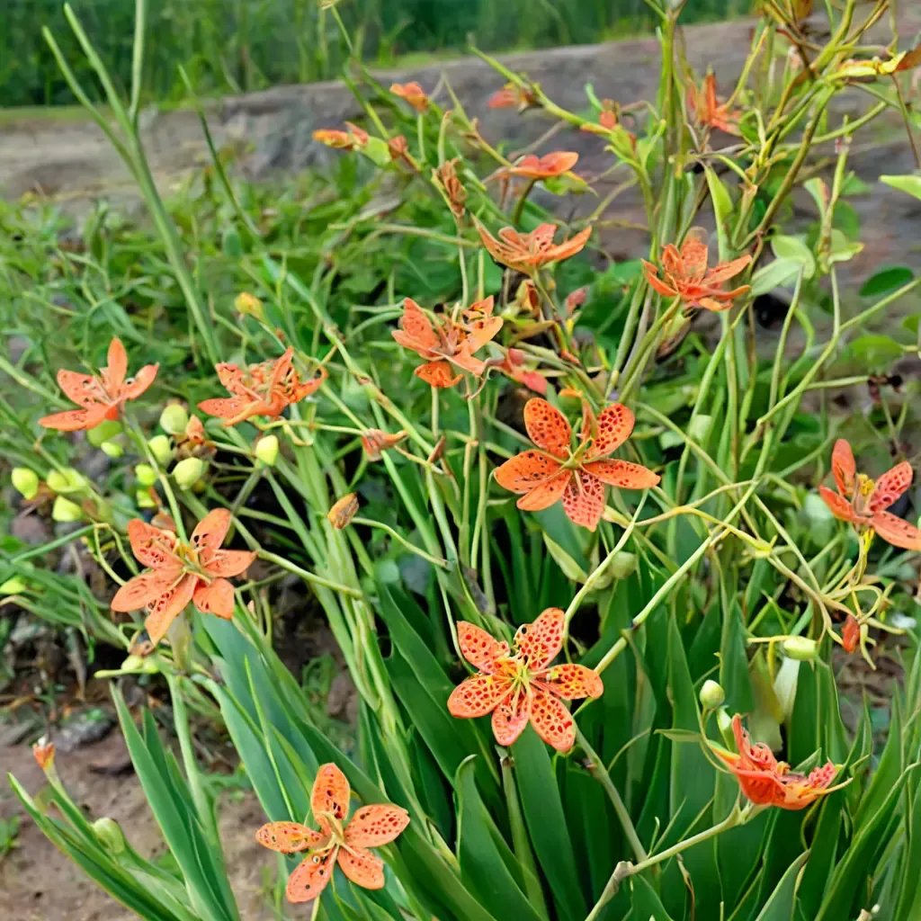 Belamcanda chinensis 'Blackberry Lily'